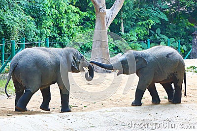 Two baby Asian elephants are playing in the zoo Stock Photo