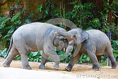 Two baby Asian elephants are playing in the zoo Stock Photo