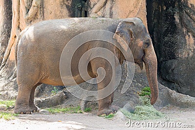 Asian elephant at the Miami Zoo Editorial Stock Photo