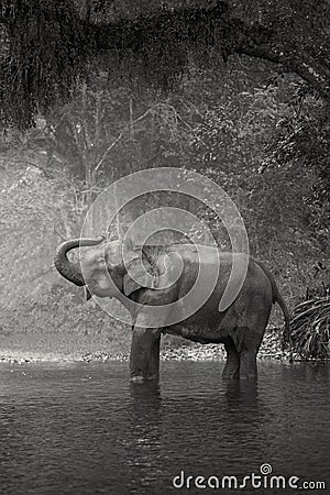 Asian Elephant in a natural river at deep forest Stock Photo