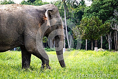 Asian Elephant Profile View Thailand Stock Photo