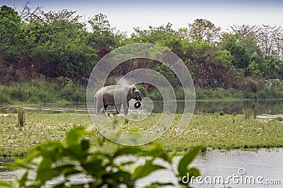 Asian elephant in the riverbank in Bardia National Park, Nepal Stock Photo
