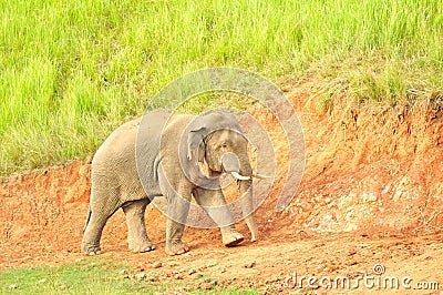 Asian Elephant in saltlick at Khao Yai national park, Thailand Stock Photo