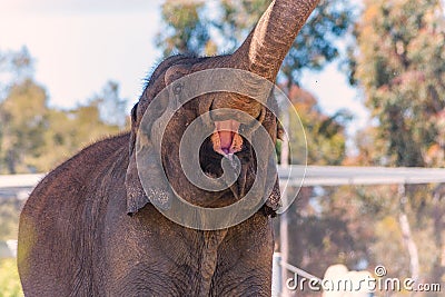 Asian elephant at the San Diego Zoo in summer lifts his trunk Editorial Stock Photo