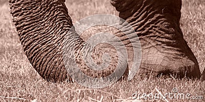 Asian Elephant sepia study -foot, trunk 6 Stock Photo