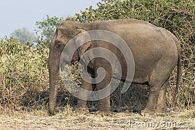 Asian Elephant Stock Photo