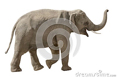 Cheerful elephant isolated on white Stock Photo