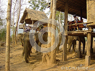 Asian elephants wait for tourists in Laos Editorial Stock Photo