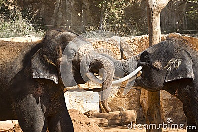 Asian elephants at the zoo communicate with each other using their trunks and tusk Stock Photo