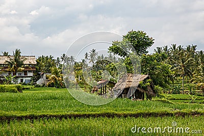 Asian farm. House with rice fields and palm jungle on background Stock Photo