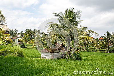 Asian farm. House with rice fields and palm jungle on background Stock Photo