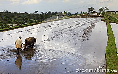 Asian farmer Editorial Stock Photo