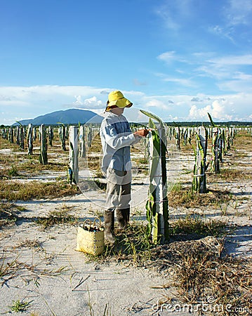 Asian farmer, agriculture farm, dragon fruit Editorial Stock Photo