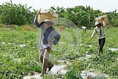 Asian farmer, agriculture field, Vietnamese, watermelon Editorial Stock Photo