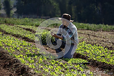 Asian farmer is carrying tray of young vegetable salad seedling to plant in mulching film for growing organics plant during spring Stock Photo