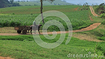 Asian farmer on the green grass field Editorial Stock Photo