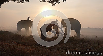 Asian farmer are harvest in the rice field with elephant,farmer rice in field sunrise sky background. Editorial Stock Photo