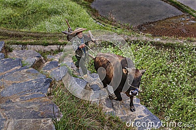 Asian farmer holding a bridle brown bull, climbing uphill. Editorial Stock Photo