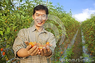 Asian farmer holding tomato Stock Photo