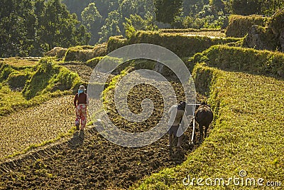 Asian farmer plows rice field with buffaloes Editorial Stock Photo