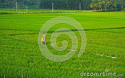 Asian farmer spraying insecticide Editorial Stock Photo