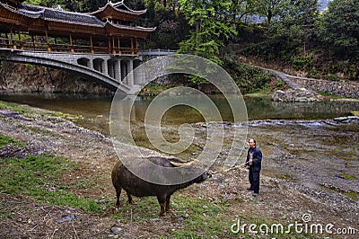 Asian farmer teaches bull by reins of power, about Bridge. Editorial Stock Photo