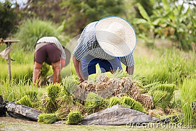 Asian farmer transplant rice seedlings in rice field, Farmer planting rice in the rainy seaso Editorial Stock Photo