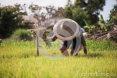 Asian farmer is withdrawn seedling and kick soil flick of Before the grown in paddy field,Thailand Editorial Stock Photo