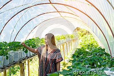 Asian farmer woman smile and happiness is take care and looking at plant young organic strawberries fruits at plantation farm , Stock Photo