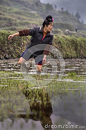 Asian farmer woman walking barefoot through mud of rice fields. Editorial Stock Photo