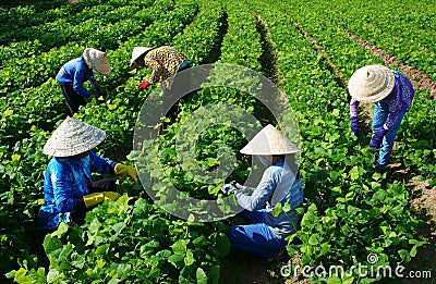 Asian farmer working on agriculture field Editorial Stock Photo