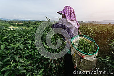 Asian farmer working in the lush fields of a terraced farm Editorial Stock Photo