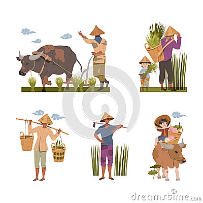 Asian farmers planting harvesting rice in paddy field set. Peasant in straw hats working on field vector illustration Vector Illustration