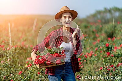Asian Farmers woman holding the rose bush in Rose Garden Stock Photo