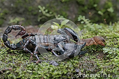 An Asian forest scorpion is eating a mole cricket on a rock overgrown with moss. Stock Photo