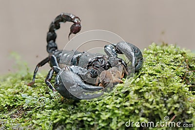 An Asian forest scorpion is eating a mole cricket on a rock overgrown with moss. Stock Photo