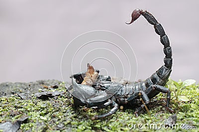 An Asian forest scorpion is eating a mole cricket on a rock overgrown with moss. Stock Photo