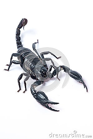 Asian Forest Scorpion - Heterometrus spinifer Stock Photo