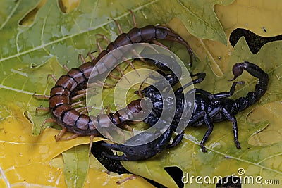 An Asian forest scorpion is ready to prey on a centipede (Scolopendra morsitans) in a pile of dry leaves. Stock Photo
