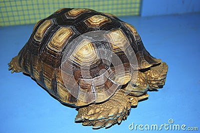 manouria emys asian forest tortoise turtle Stock Photo