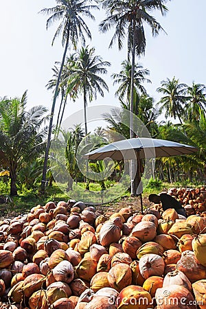 Asian gardener peeling coconut husk Stock Photo