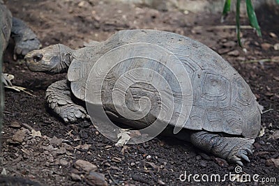 Asian giant tortoise Manouria emys Stock Photo