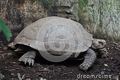 Asian giant tortoise Manouria emys Stock Photo