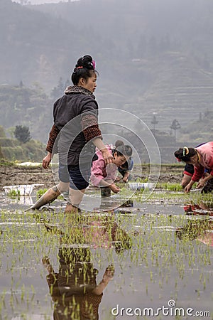 Asian girl farmers rice planting working, transplanting seedling Editorial Stock Photo