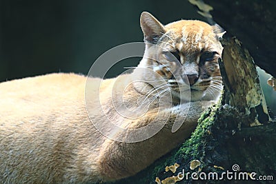 Asian golden cat Stock Photo
