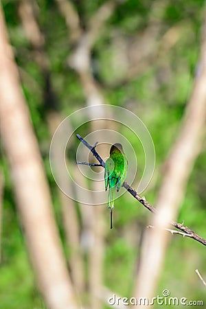 Asian green eater bird sitting on a thorn twig, view from the back of the bird Stock Photo