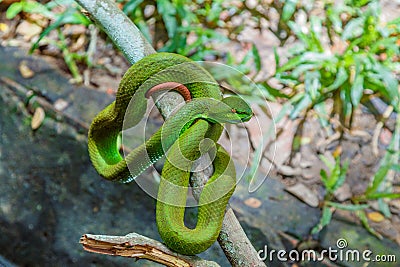 Asian Green Pit Viper Snake Stock Photo