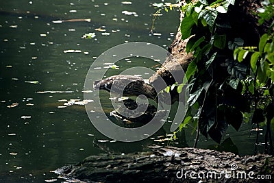Grey Asian Heron perched on a large wooden tree branch, Induia Stock Photo