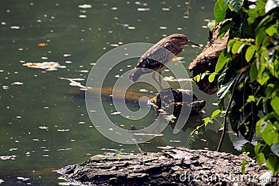 Grey Asian Heron perched on a large wooden tree branch, Induia Stock Photo