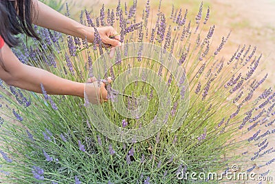 Asian hand harvesting full blossom flower at lavender field Stock Photo